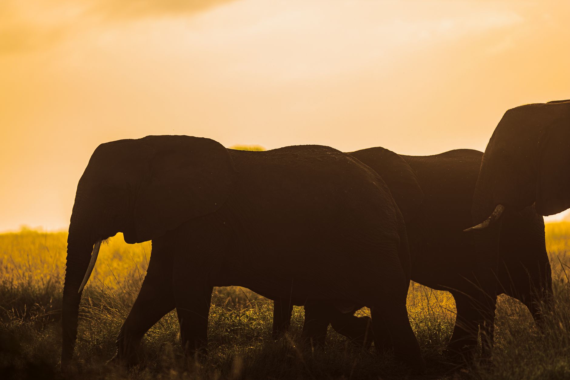 Tanzania — Tanzania: The Great Migration